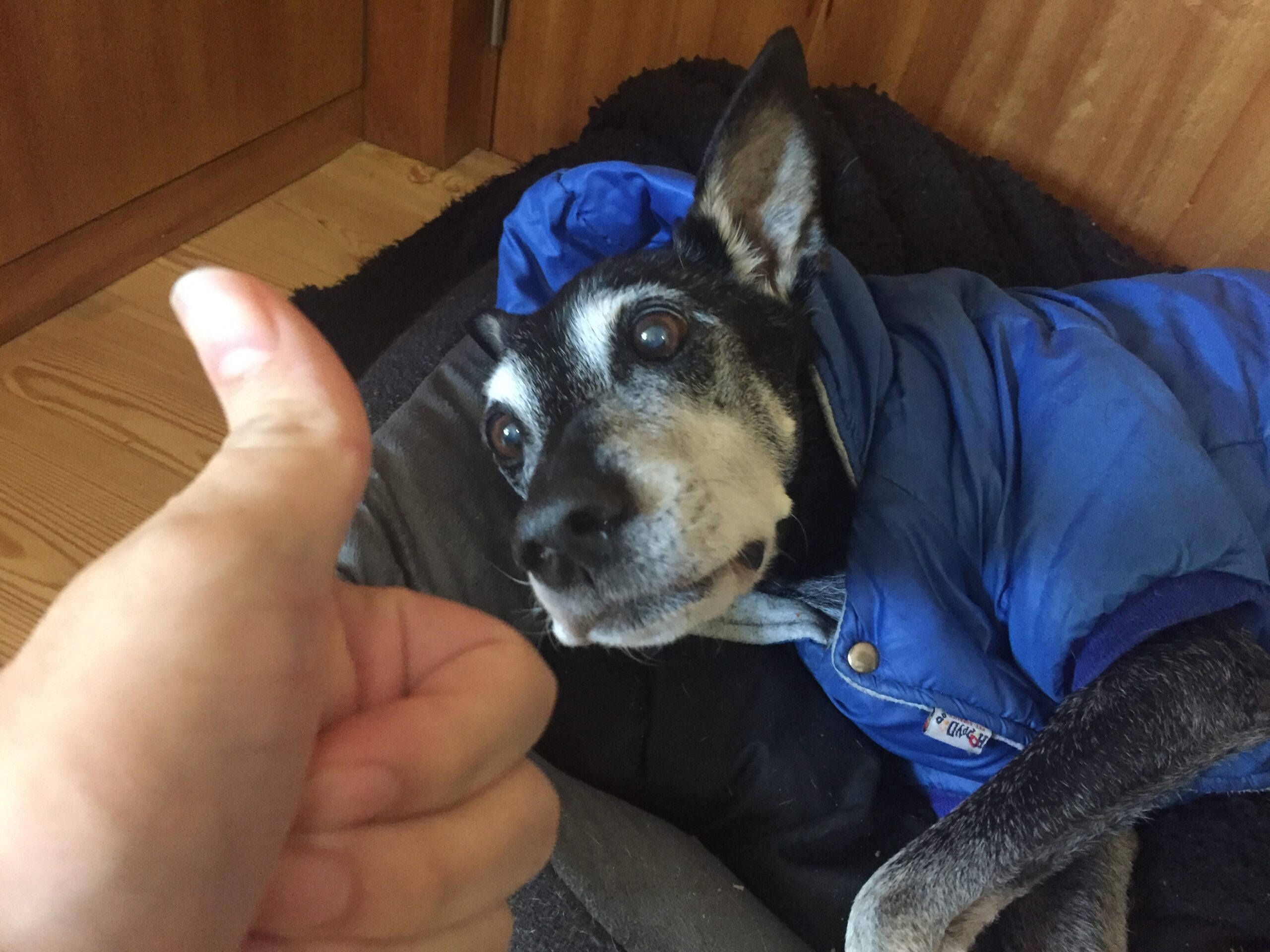 Bisteka com roupa azul recebendo carinho
