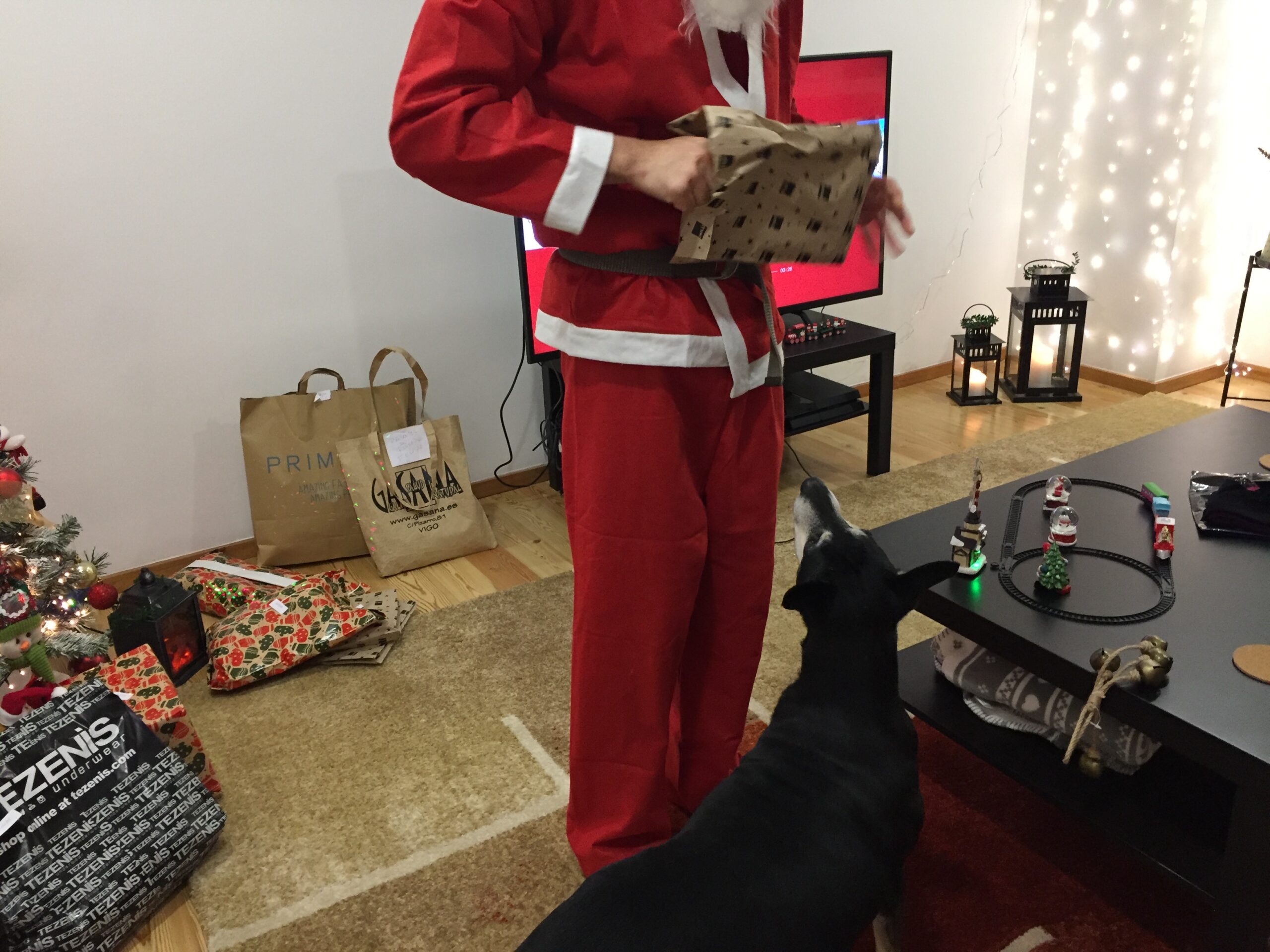 Bisteka no Natal olhando para presentes