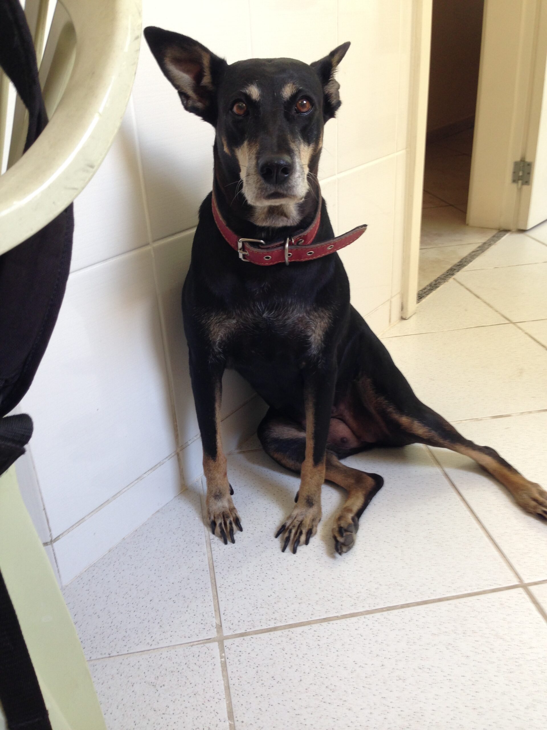 Bisteka sentada em casa